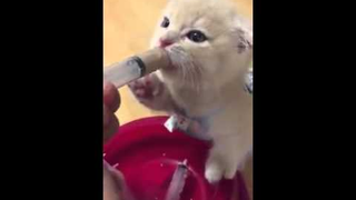Watch This Kitten in a Dress Get Real About Drinking Some Milk